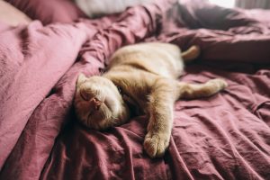 gatto disteso sul letto - come togliere i peli del gatto dalla biancheria in lavatrice